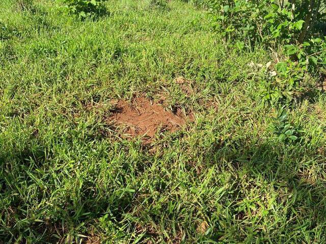 Fazenda para Venda em Faina - 4