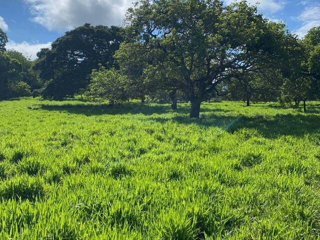 #121 - Fazenda para Venda em Faina - GO - 2