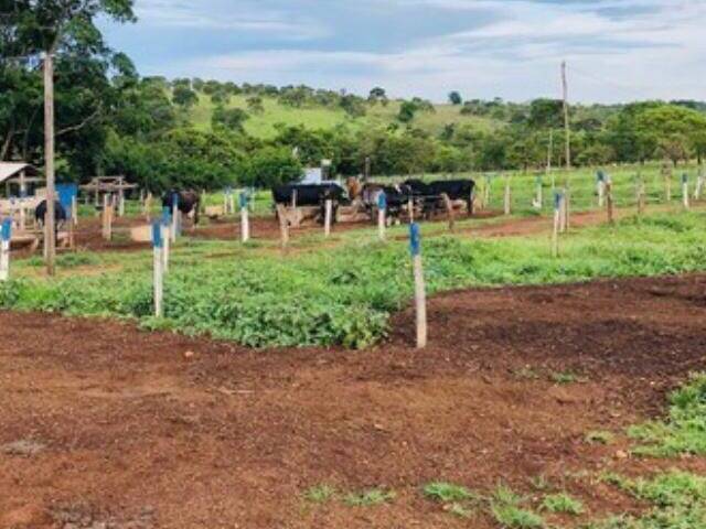 #139 - Sítio para Venda em Bela Vista de Goiás - GO - 3