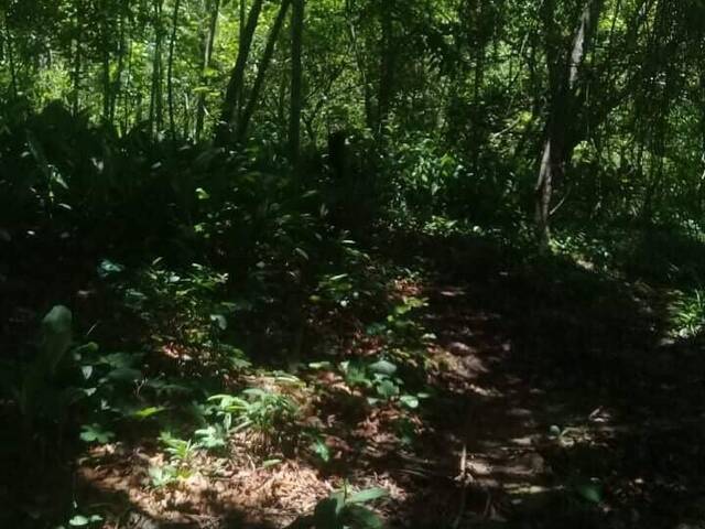 Fazenda para Venda em Goiás - 5