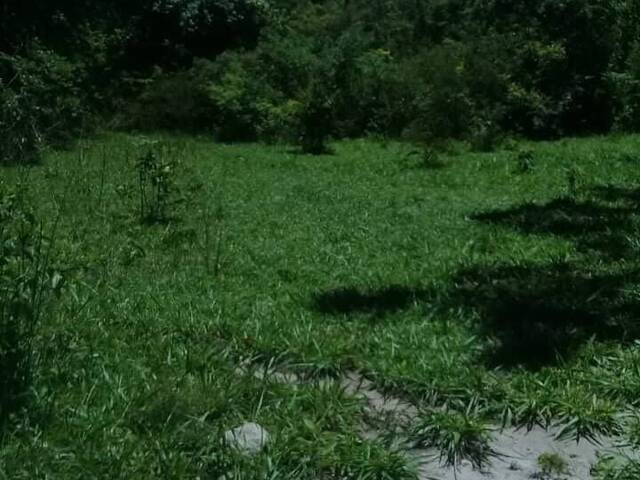 Fazenda para Venda em Goiás - 4