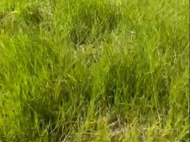 #187 - Fazenda para Venda em Niquelândia - GO - 2