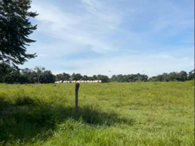 #187 - Fazenda para Venda em Niquelândia - GO - 3