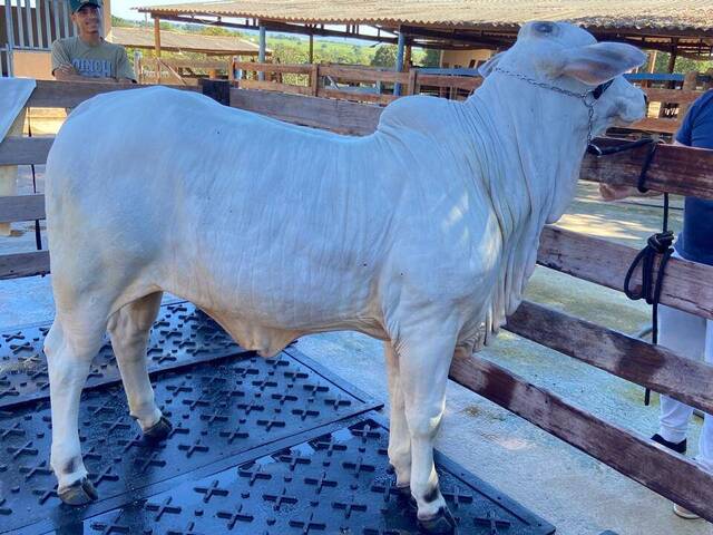 #258 - Chácara para Venda em Palminópolis - GO - 3