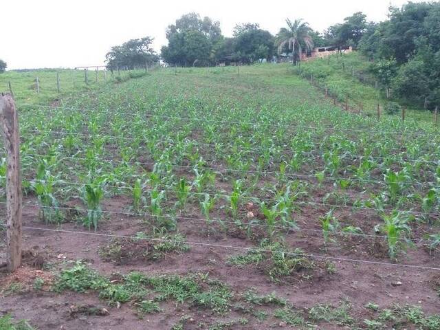 Chácara para Venda em Faina - 5