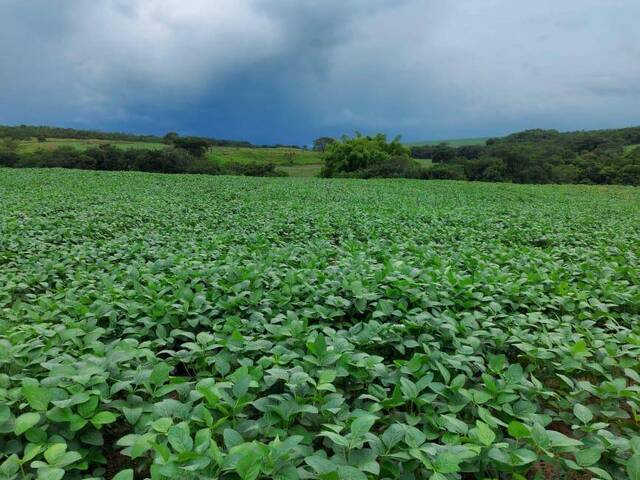 #297 - Fazenda para Venda em Ipameri - GO