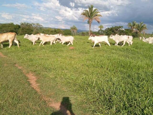 Fazenda para Venda em Caldas Novas - 4