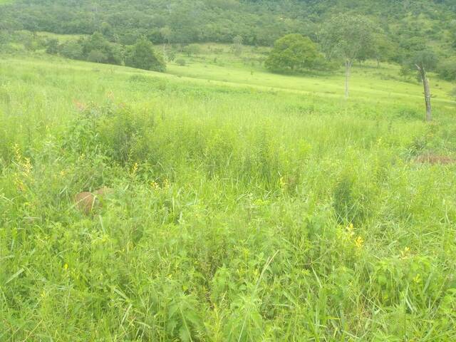 Venda em Zona Rural - Pirenópolis