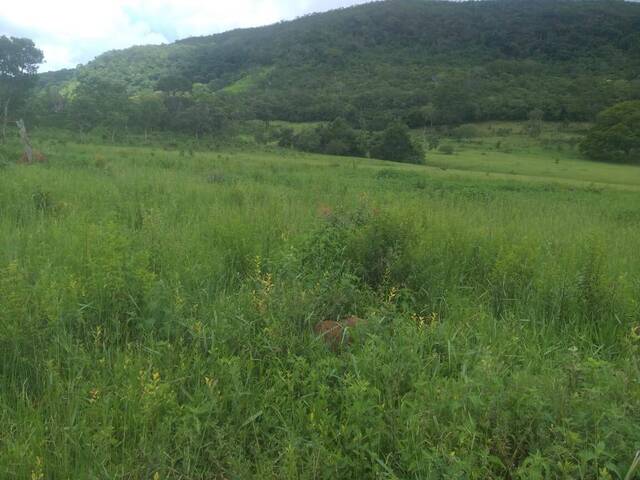 #327 - Fazenda para Venda em Pirenópolis - GO - 3