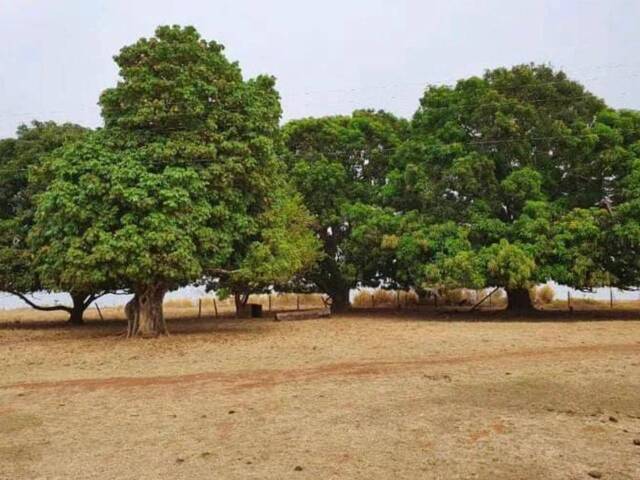 Fazenda para Venda em Indiara - 4