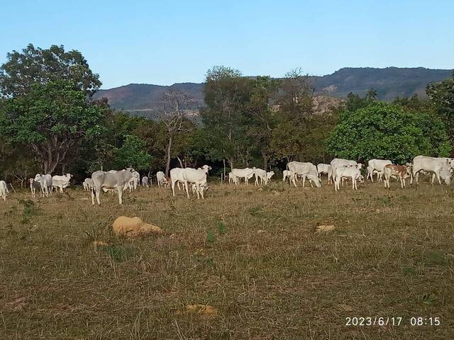 #377 - Fazenda para Venda em Cavalcante - GO - 2