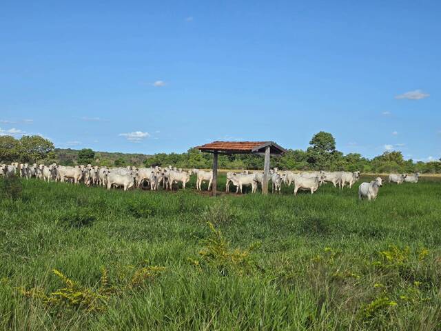 #382 - Fazenda para Venda em São Miguel do Araguaia - GO - 2