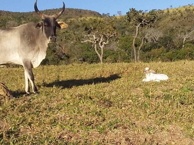 Fazenda para Venda em Cocalzinho de Goiás - 4