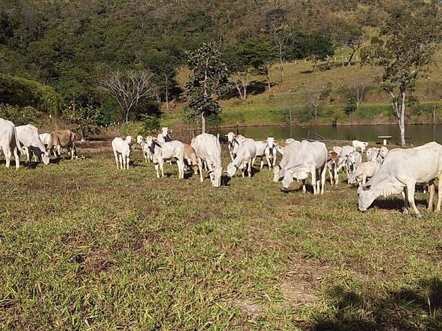 #384 - Fazenda para Venda em Cocalzinho de Goiás - GO - 3
