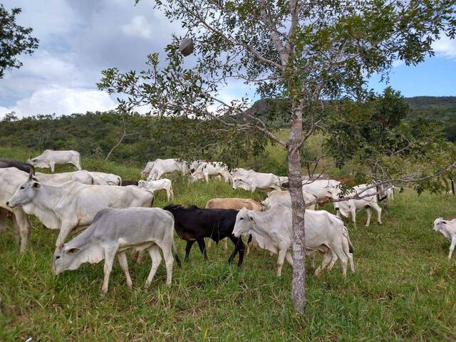 #384 - Fazenda para Venda em Cocalzinho de Goiás - GO - 1