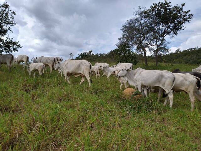 #384 - Fazenda para Venda em Cocalzinho de Goiás - GO - 2