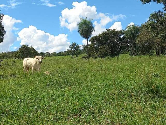 Fazenda para Venda em Mozarlândia - 5