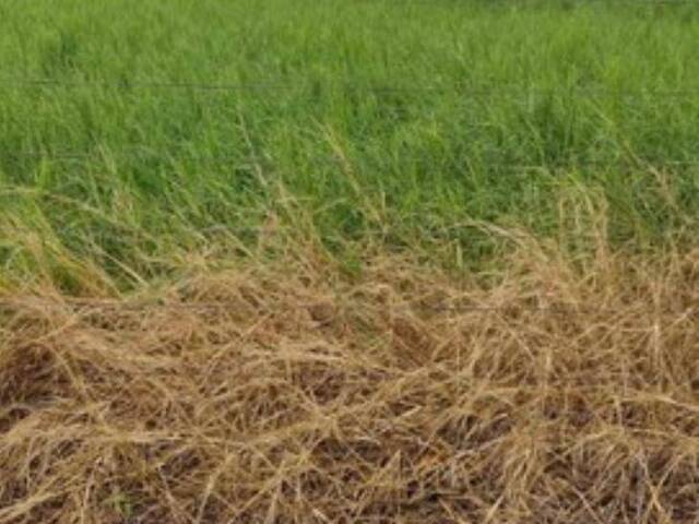 Chácara para Venda em Bela Vista de Goiás - 5