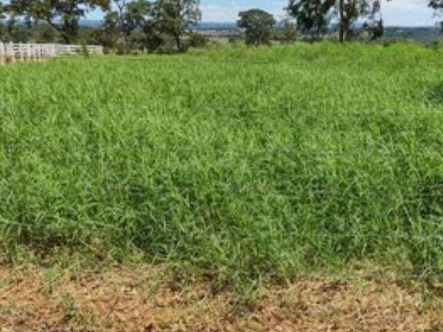 Chácara para Venda em Bela Vista de Goiás - 4