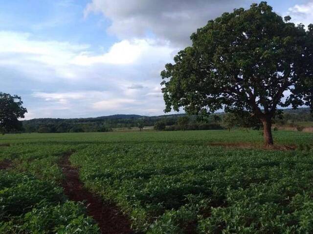 Sítio para Venda em Morrinhos - 4