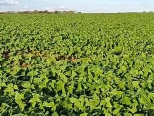 #436 - Fazenda para Venda em Morrinhos - GO - 2