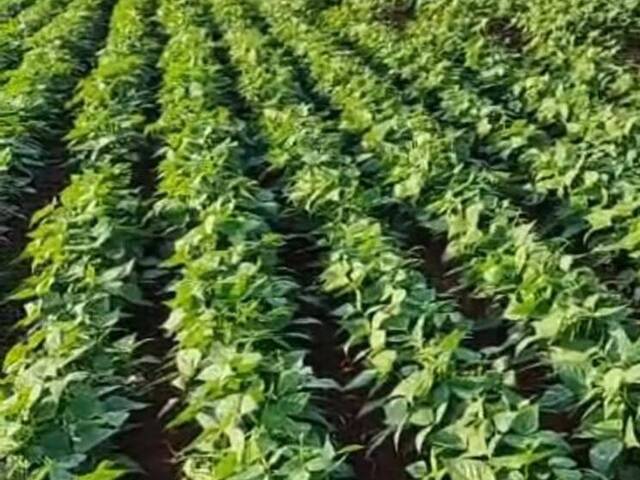 Venda em Área Rural de Morrinhos - Morrinhos