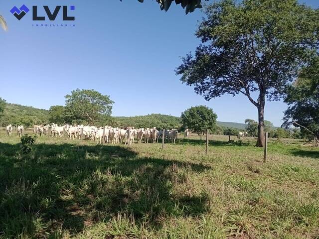 Fazenda para Venda em Jussara - 4