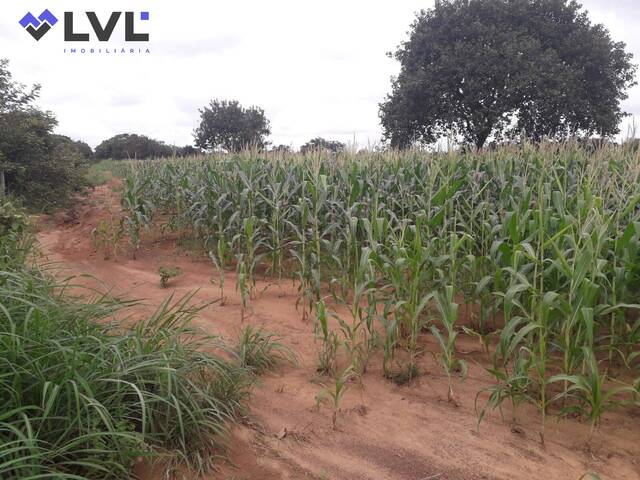 Fazenda para Venda em Divinópolis do Tocantins - 5