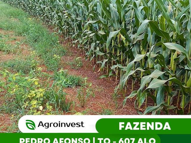 #527 - Fazenda para Venda em Pedro Afonso - TO - 1