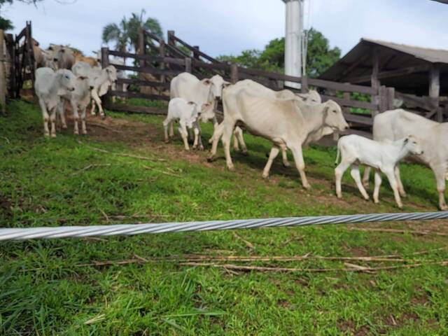 #530 - Fazenda para Venda em Corumbá de Goiás - GO - 2