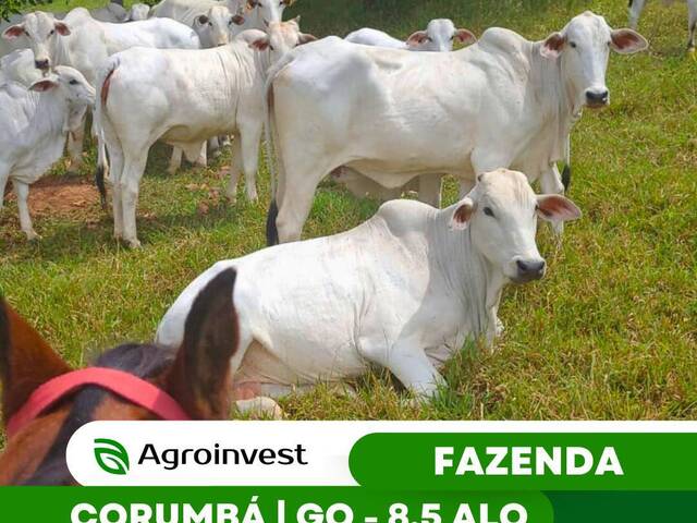 #530 - Fazenda para Venda em Corumbá de Goiás - GO - 1