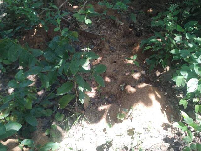 Fazenda para Venda em Monte Alegre de Goiás - 4