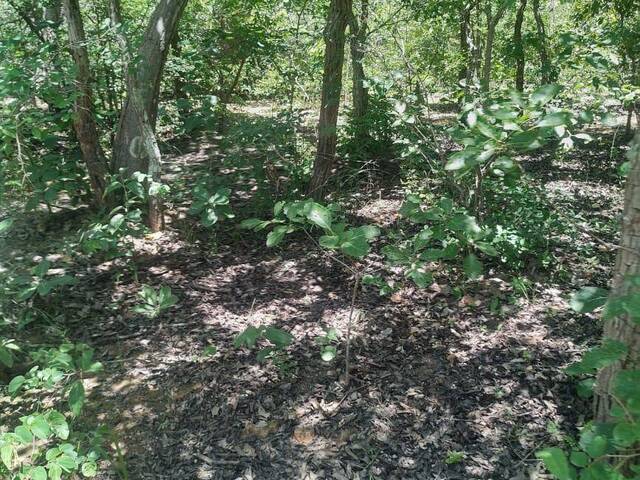 Fazenda para Venda em Monte Alegre de Goiás - 5