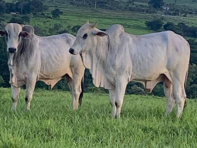 #561 - Fazenda para Venda em Santo Antônio do Descoberto - GO - 1