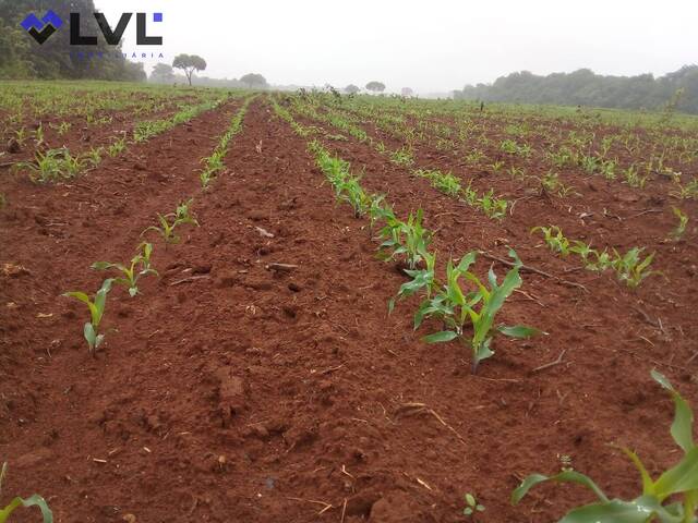 #569 - Fazenda para Venda em Talismã - TO - 1