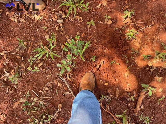Fazenda para Venda em Cristalândia - 4